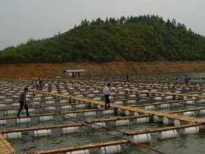 网箱养殖鉴定评估