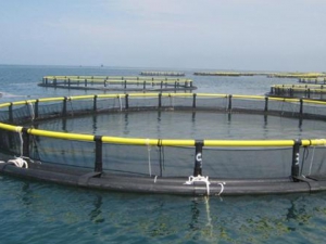 网箱养殖鉴定评估,